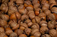 Can Goats Eat Acorns? Safe Amounts, Risks, and Feeding Tips