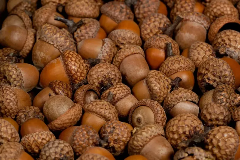 Can Goats Eat Acorns?