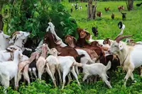 Can Goats Eat Any Plant? Nutrition, Serving Size, and Prep Tips