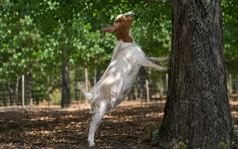 A goat standing on its hind legs to strip a single leaf from a shrub