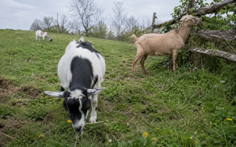 Goats browsing on a mix of green brush, brambles, and clover in an open pasture