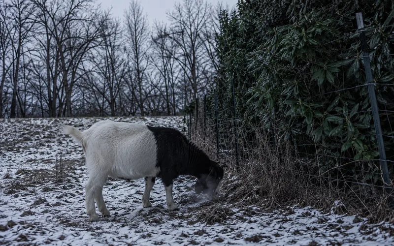 A goat in a snowy winter pasture nosing at a bare evergreen shrub