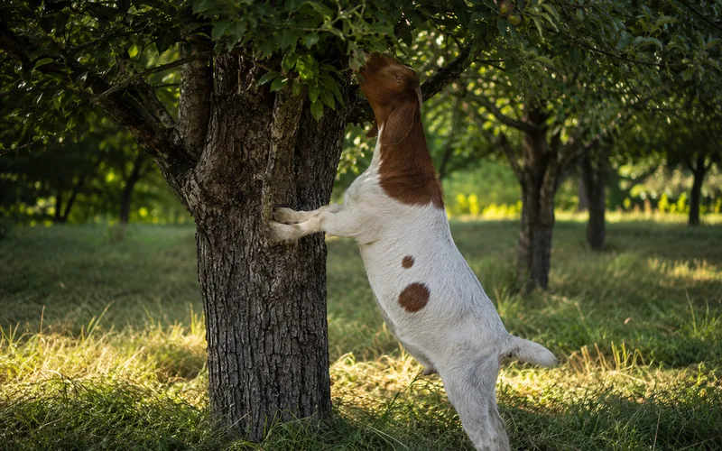 A curious brown goat reaching up to browse leaves from a low apple tree branch
