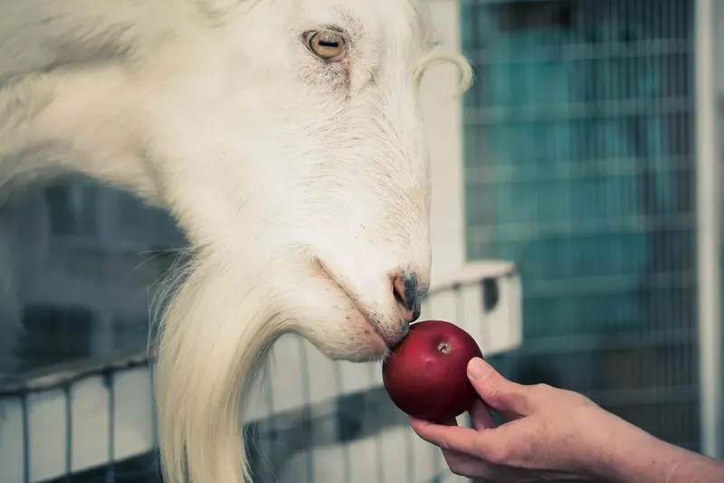Can Goats Eat Apples?