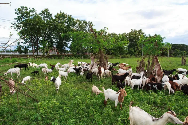 Can Goats Eat Asparagus?