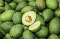 Can Goats Eat Avocado? Why Persin Makes It a Hidden Danger