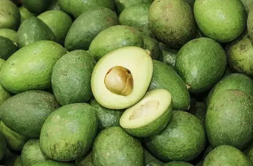 Can Goats Eat Avocado?