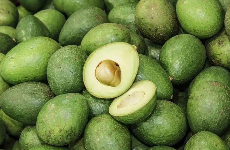 Can Goats Eat Avocado?