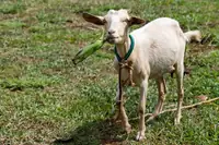 Can Goats Eat Bananas? Benefits, Portions, and How to Feed