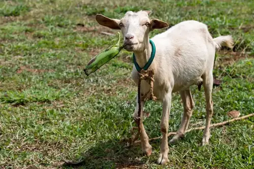 Can Goats Eat Bananas? Benefits, Portions, and How to Feed