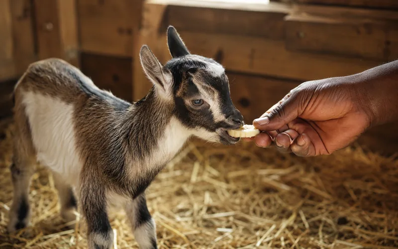 A young goat kid nibbling a thin slice of banana held between a farmer's fingers in a barn