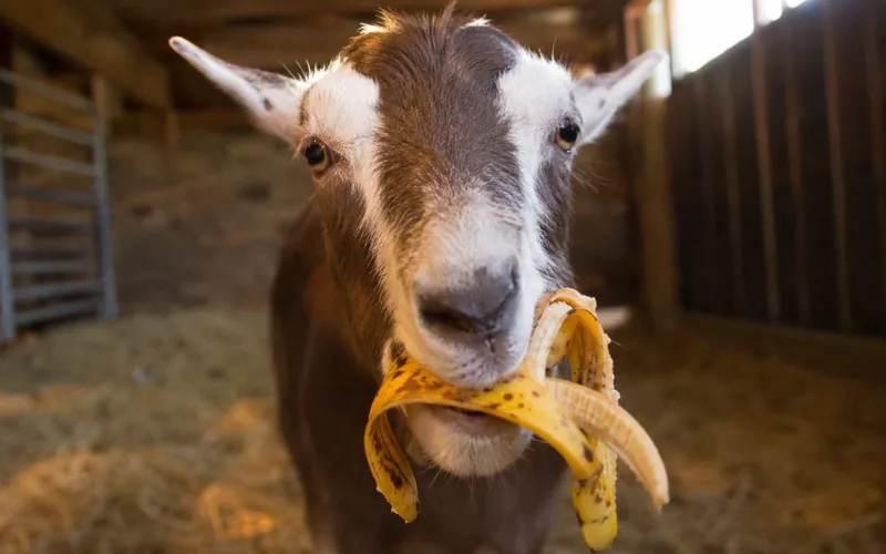 A goat chewing on a curled yellow banana peel while standing in a straw-covered pen