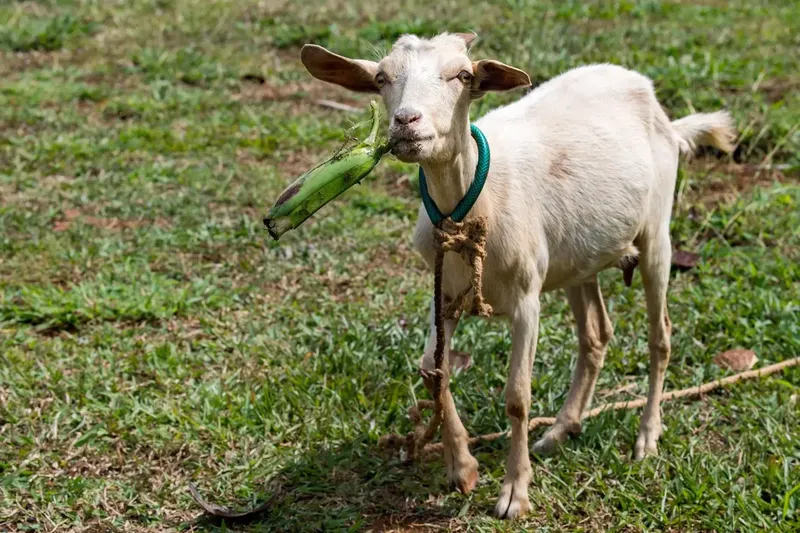 Can Goats Eat Bananas?