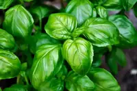 Can Goats Eat Basil? Everything You Need to Know