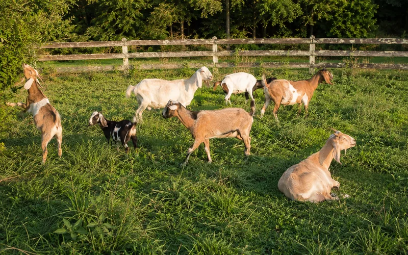 Herd of goats browsing mixed shrubs in a summer pasture