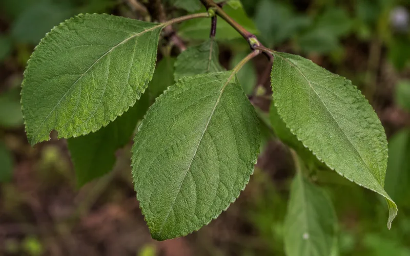 Close-up of beautyberry leaves that repel ticks and mosquitoes
