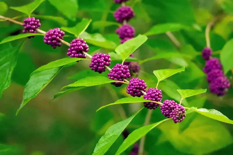 Can Goats Eat Beautyberry? How to Feed It the Right Way