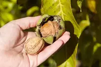 Can Goats Eat Black Walnut Leaves? Portions, Prep, and Precautions
