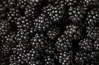 Can Goats Eat Blackberries? What's Safe, From Berry to Thorn