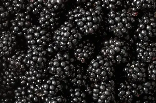Can Goats Eat Blackberries? A Feeding Guide for Goat Owners