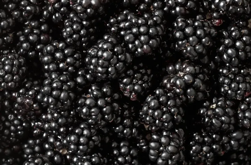 Can Goats Eat Blackberries?