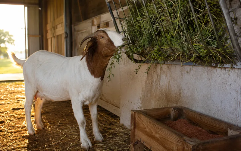 A goat eating fresh alfalfa hay beside a loose mineral feeder