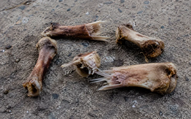 Sharp splintered chicken bones on a barn floor