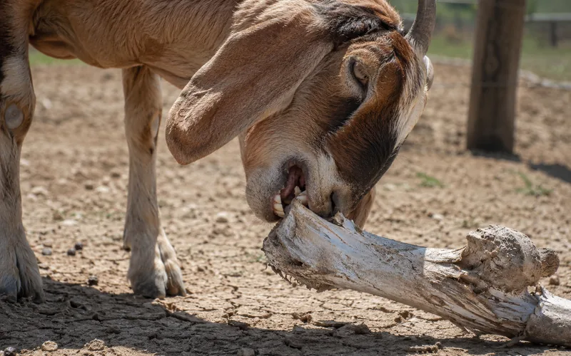 A goat gnawing on an old bone in a dry pasture
