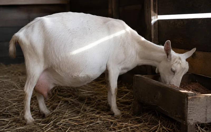 A pregnant doe standing at a mineral feeder in a barn