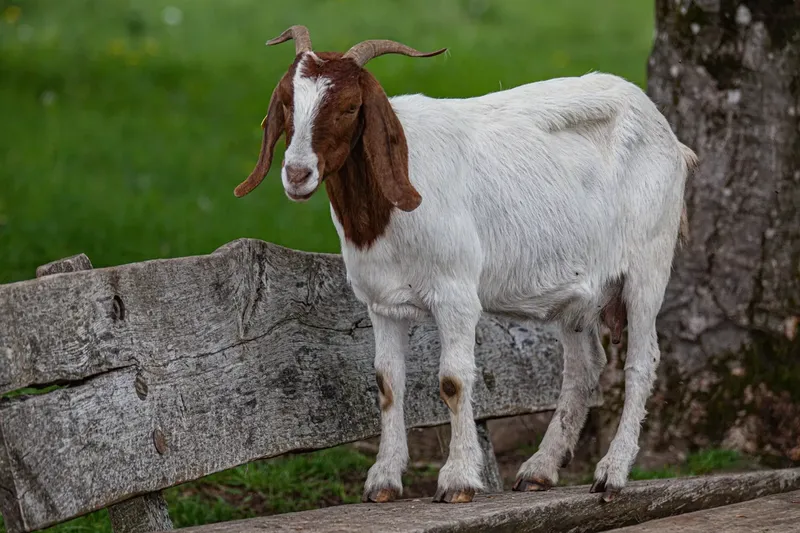 Can Goats Eat Bones?