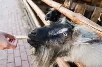 Can Goats Eat Bread? How Much Is Safe and What to Watch For
