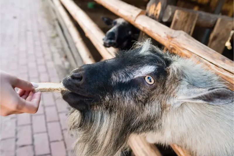 Can Goats Eat Bread?