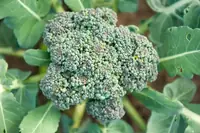 Can Goats Eat Broccoli Safely? Portions, Risks, and How to Feed