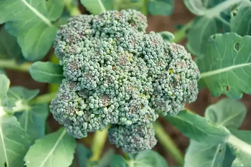 Can Goats Eat Broccoli? Safe Portions and Health Benefits