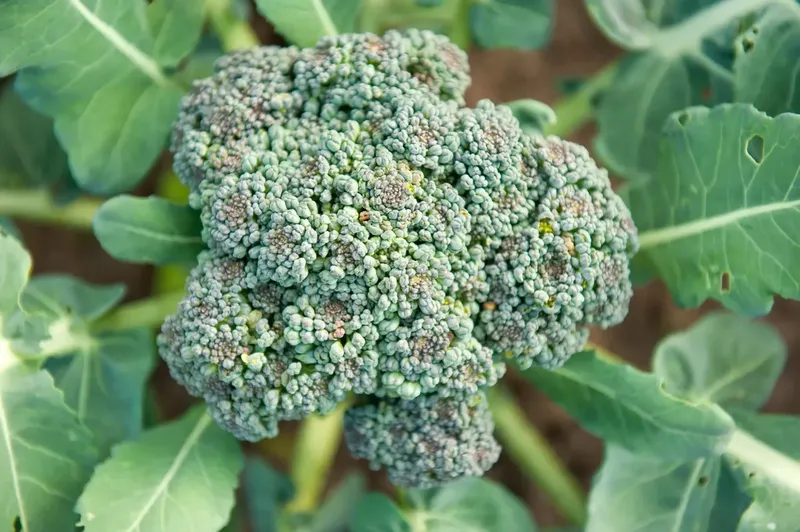 Can Goats Eat Broccoli?