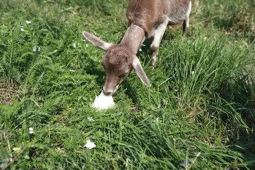 Can Goats Eat Cabbage?