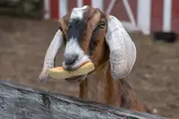 Can Goats Eat Cantaloupe? Why the Rind Is the Better Half