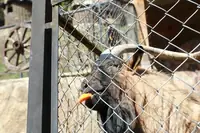 Can Goats Eat Carrots? How to Feed It the Right Way