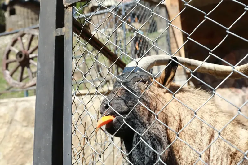 Can Goats Eat Carrots?