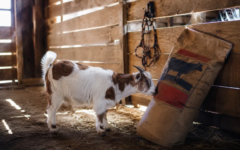 Goat standing near a bag of cattle feed in a barn