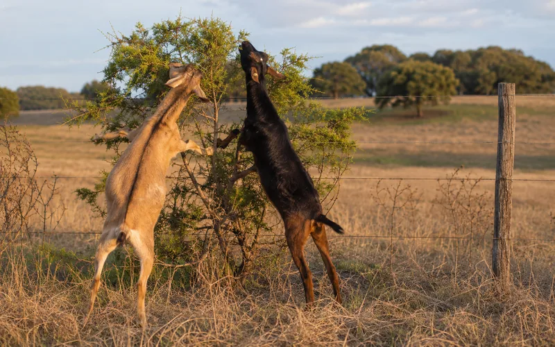 Two goats browsing on shrubs and brush along a fence line