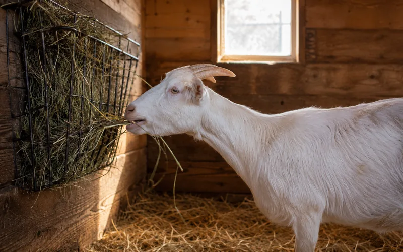 Goat eating hay from a rack