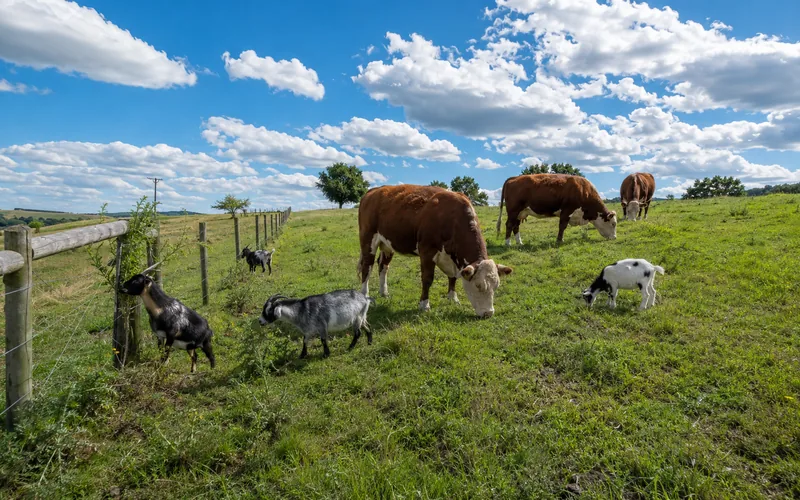 Goats and cattle grazing together in a shared pasture