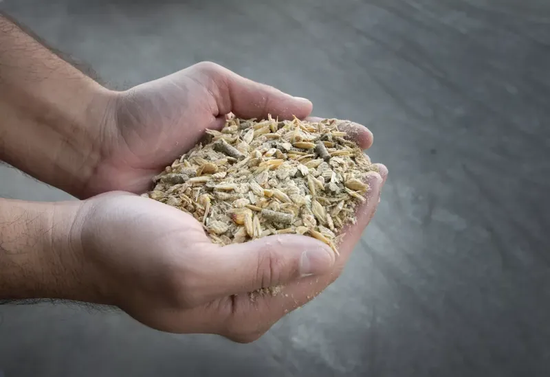 Can Goats Eat Cattle Feed?
