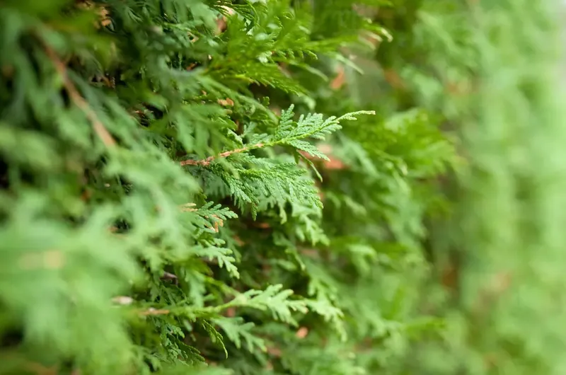 Can Goats Eat Cedar Trees? Everything You Need to Know