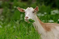 Can Goats Eat Celery? The Safe Portion, Leaves, Seeds, and Juice