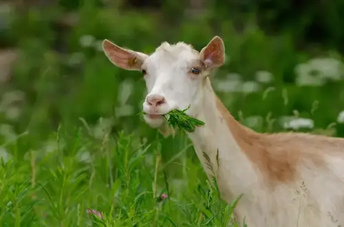 Can Goats Eat Celery?
