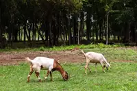 Can Goats Eat Centipede Grass? What It Does and Doesn't Give