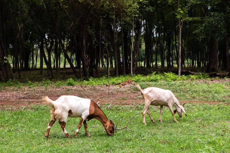 Can Goats Eat Centipede Grass?