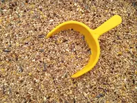 Can Goats Eat Chicken Feed? The Dangers Explained